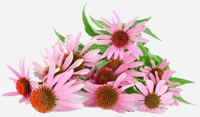 A természet a legerősebb gyógyító